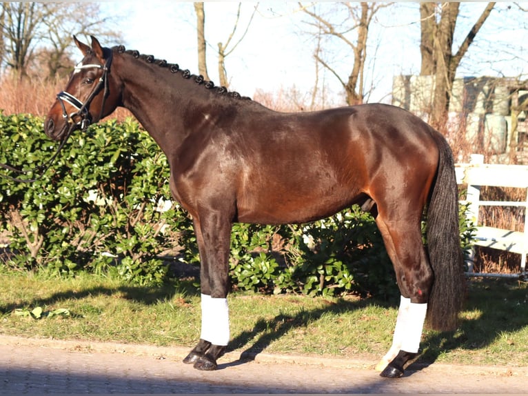 Trakehner Castrone 3 Anni 165 cm in Selsingen