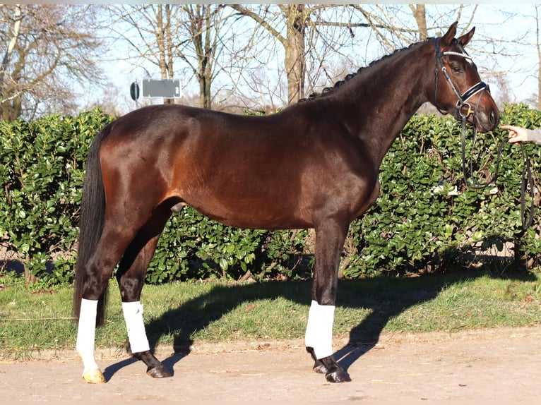 Trakehner Castrone 3 Anni 165 cm in Selsingen