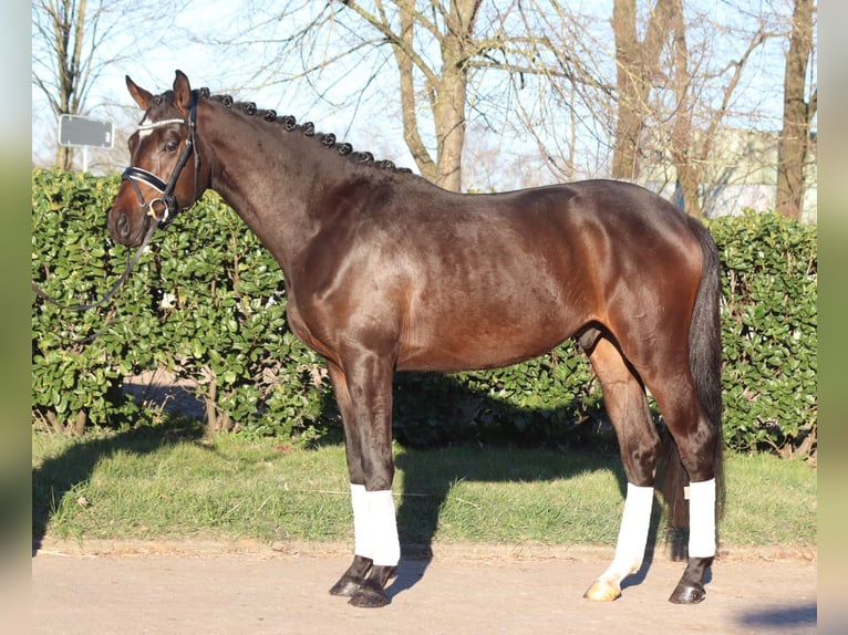 Trakehner Castrone 3 Anni 165 cm in Selsingen