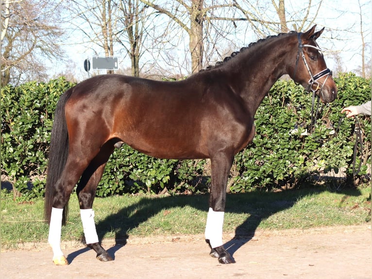 Trakehner Castrone 3 Anni 165 cm in Selsingen