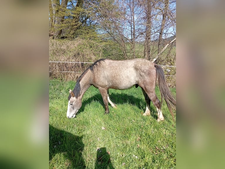 Trakehner Mix Castrone 3 Anni 165 cm Grigio in Pfungstadt