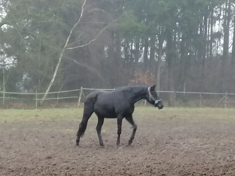 Trakehner Castrone 3 Anni 165 cm Morello in Harsefeld