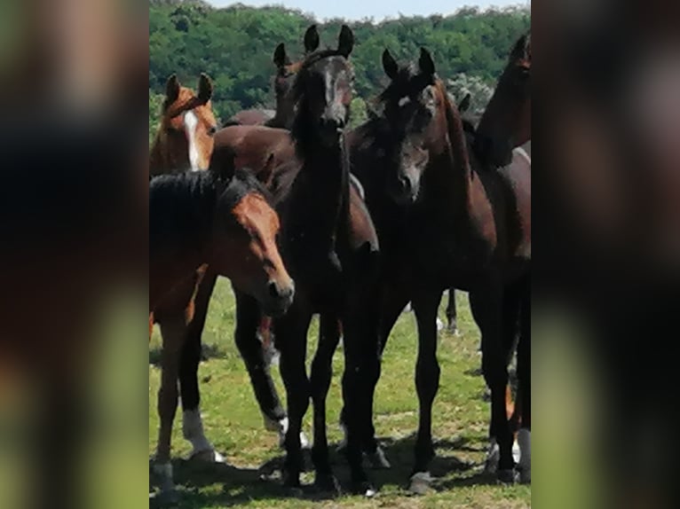 Trakehner Castrone 3 Anni 165 cm Morello in Harsefeld