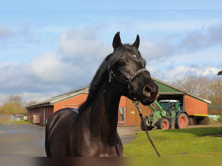 Trakehner Castrone 3 Anni 165 cm Morello in Hamburg Bahrenfeld