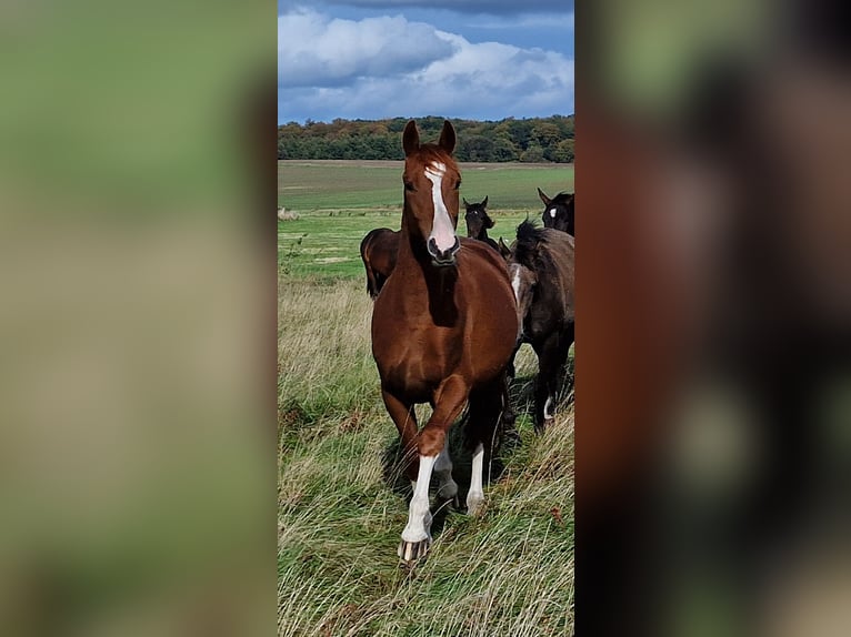 Trakehner Castrone 3 Anni 165 cm Sauro in Bosau