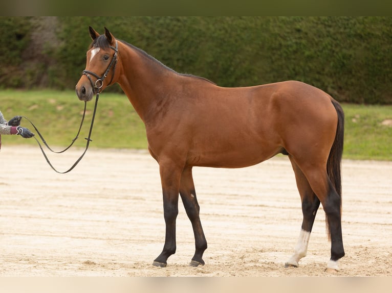 Trakehner Castrone 3 Anni 167 cm Baio in Wolfhagen