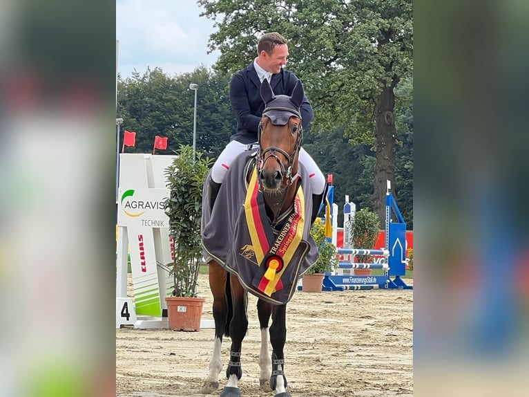 Trakehner Castrone 3 Anni 167 cm Baio in Wolfhagen