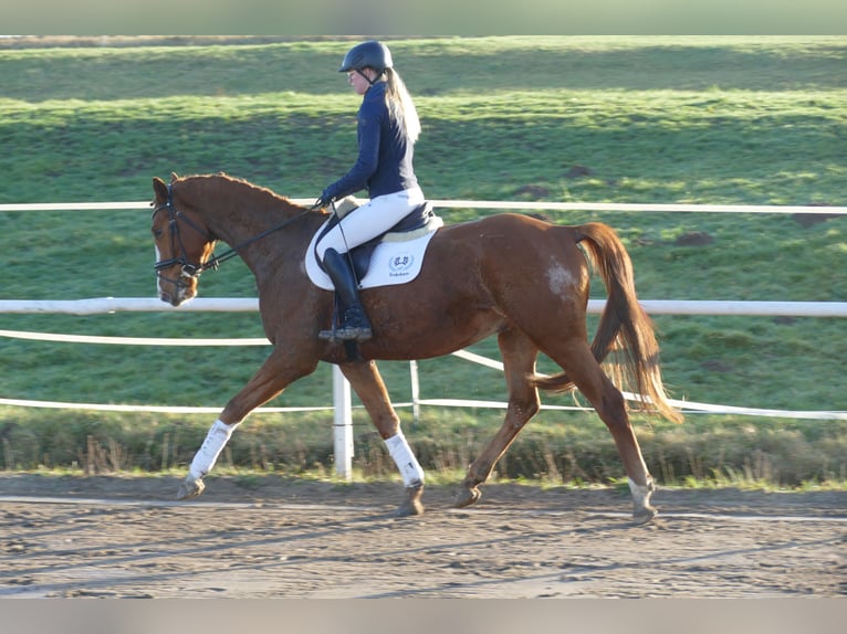 Trakehner Castrone 3 Anni 167 cm Sauro in Ganschow