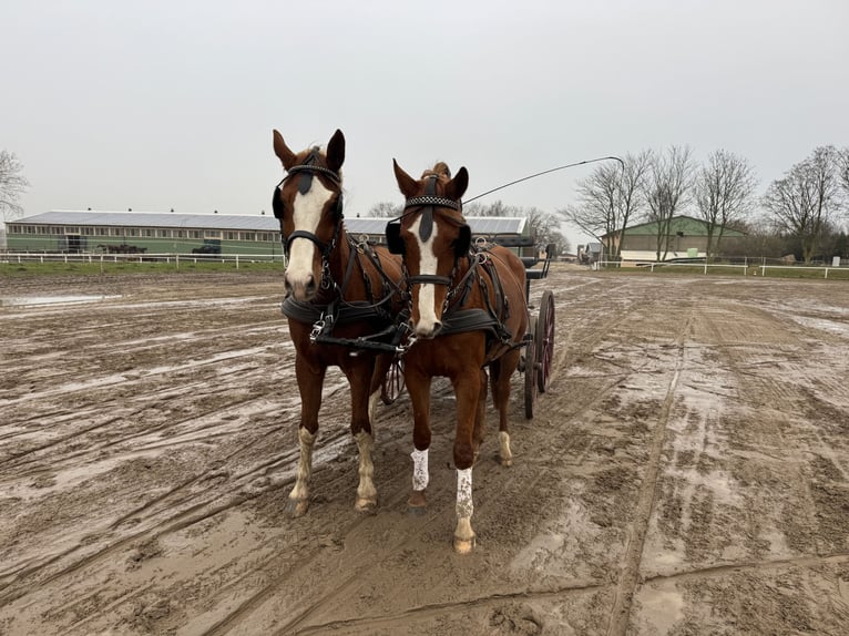 Trakehner Castrone 3 Anni 167 cm Sauro in Ganschow