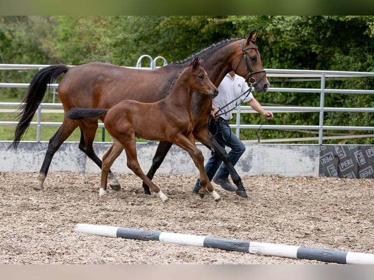 Trakehner Castrone 3 Anni 168 cm Baio in Günzburg