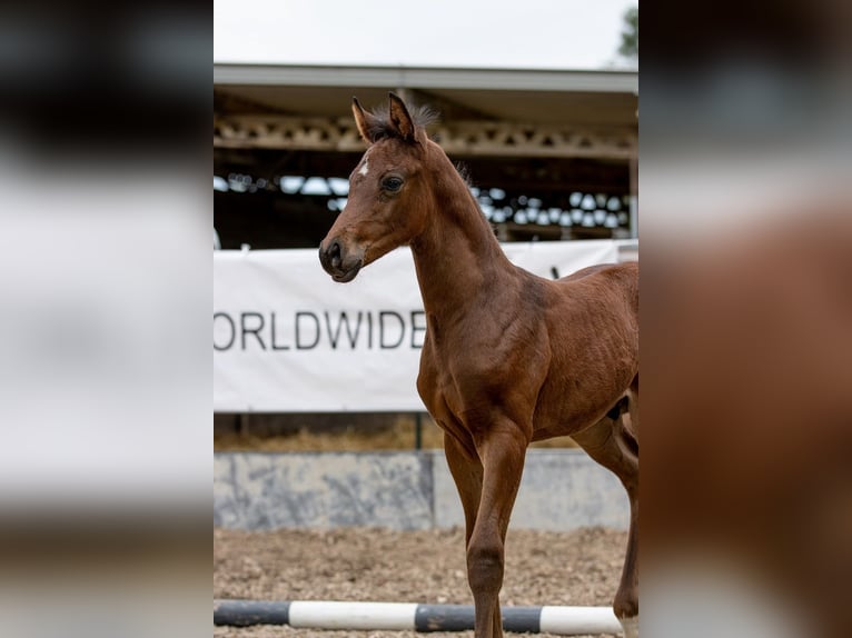 Trakehner Castrone 3 Anni 168 cm Baio in Günzburg