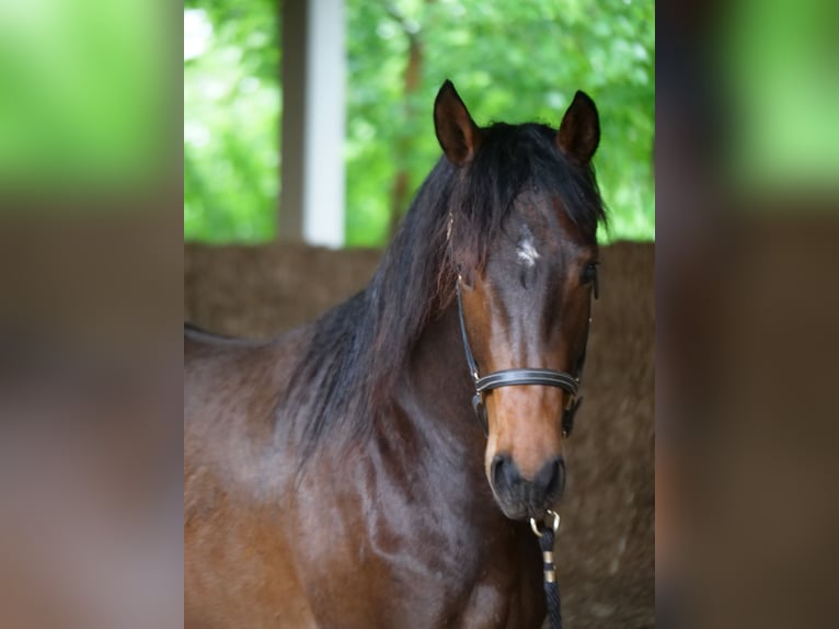 Trakehner Castrone 3 Anni 168 cm Baio in Günzburg