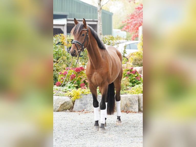 Trakehner Castrone 3 Anni 168 cm Baio in Hohenfelde