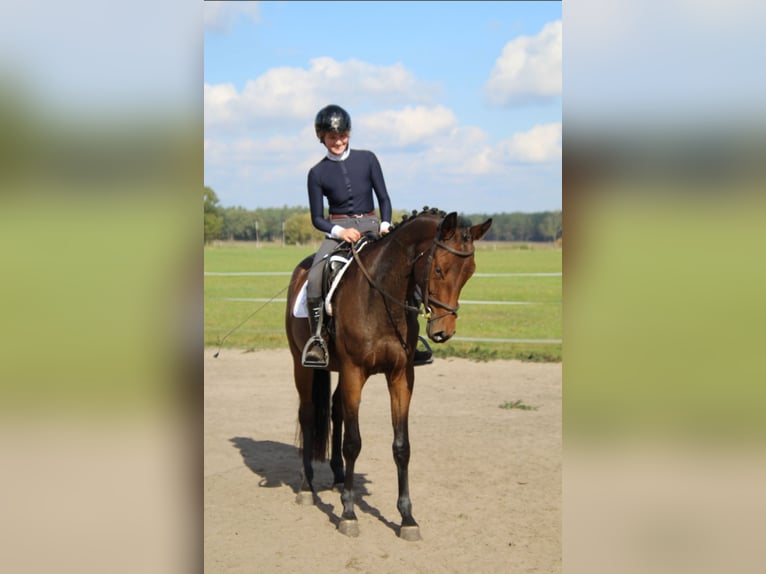 Trakehner Castrone 3 Anni 168 cm Baio in Ludwigslust