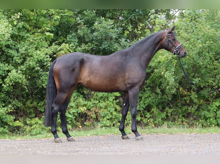 Trakehner Castrone 3 Anni 168 cm Baio scuro in Ahrensbök