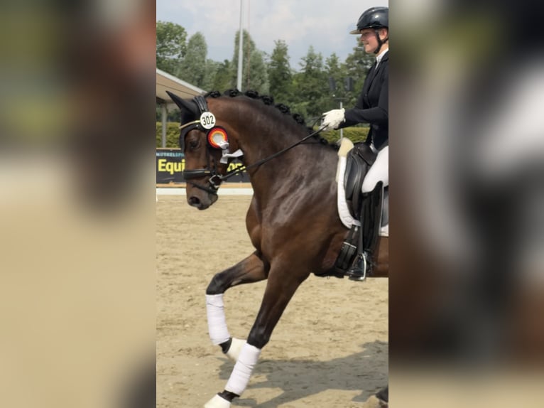 Trakehner Castrone 3 Anni 168 cm Baio scuro in Ahrensburg