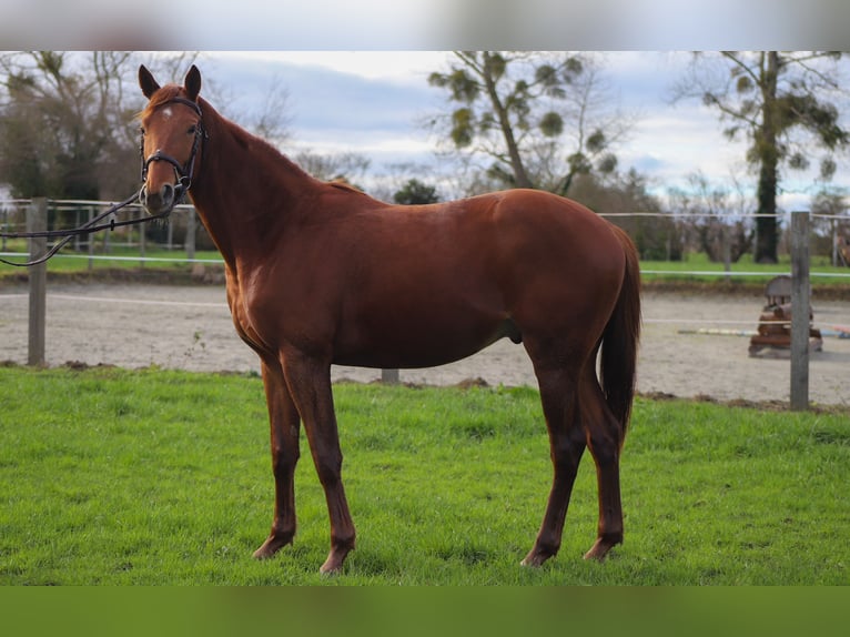 Trakehner Castrone 3 Anni 168 cm Sauro in Pommerit-le-Vicomte