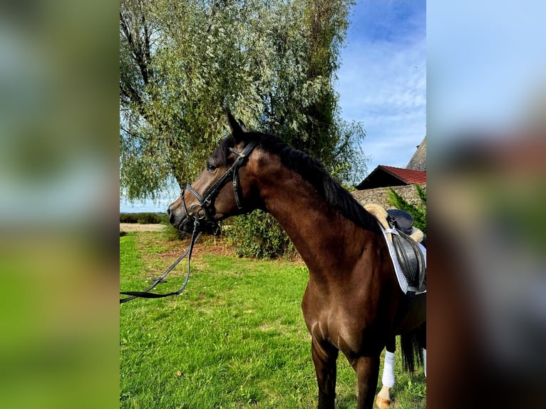 Trakehner Castrone 3 Anni 169 cm Baio scuro in Schotten