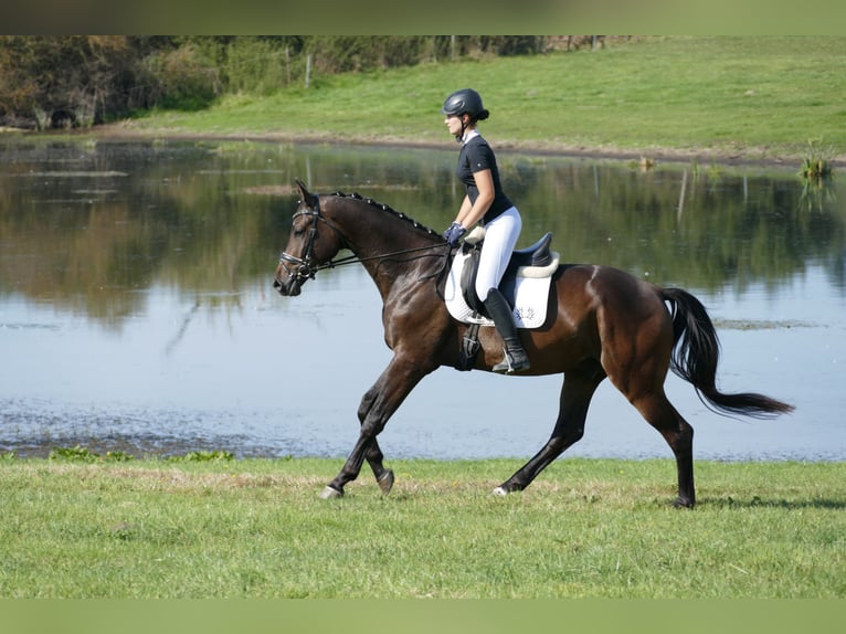 Trakehner Castrone 3 Anni 169 cm Baio scuro in Ganschow