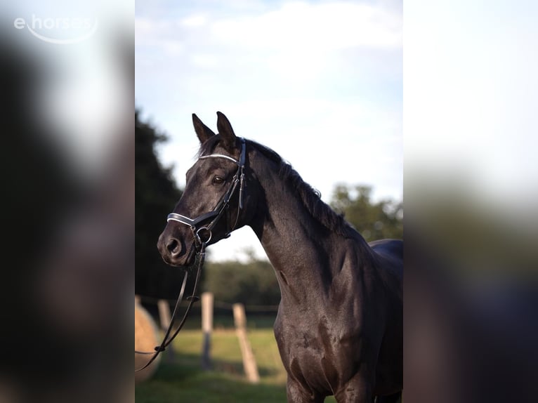 Trakehner Castrone 3 Anni 169 cm Morello in Luhmühlen