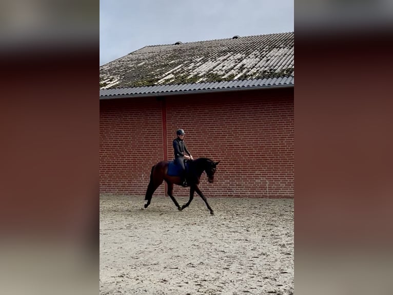 Trakehner Castrone 3 Anni 170 cm Baio in Freren