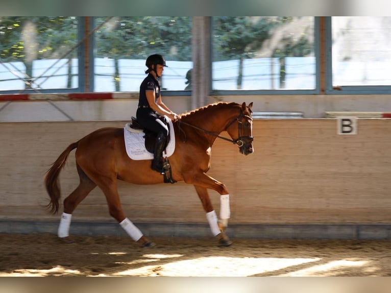 Trakehner Castrone 3 Anni 170 cm Sauro in Hamm