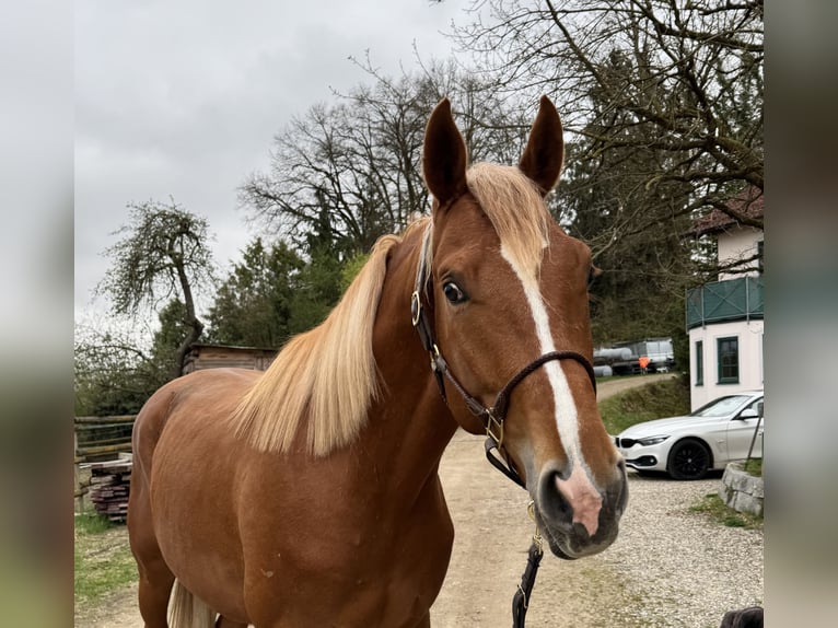 Trakehner Castrone 3 Anni 170 cm Sauro in Rohrbach