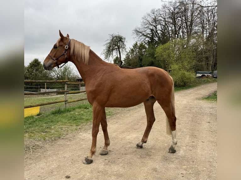 Trakehner Castrone 3 Anni 170 cm Sauro in Rohrbach