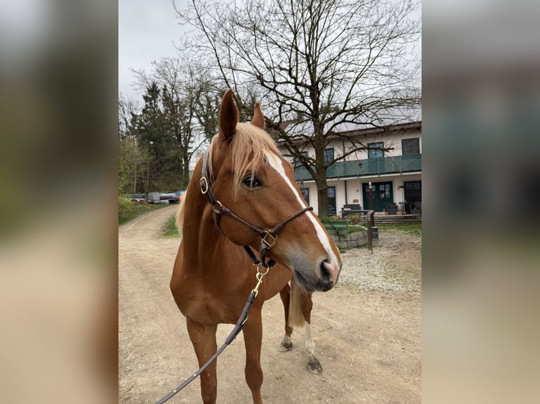 Trakehner Castrone 3 Anni 170 cm Sauro in Rohrbach