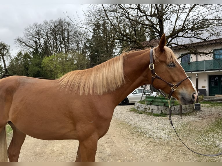 Trakehner Castrone 3 Anni 170 cm Sauro in Rohrbach