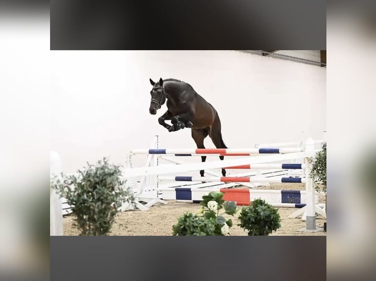 Trakehner Castrone 3 Anni 171 cm Baio in Freren