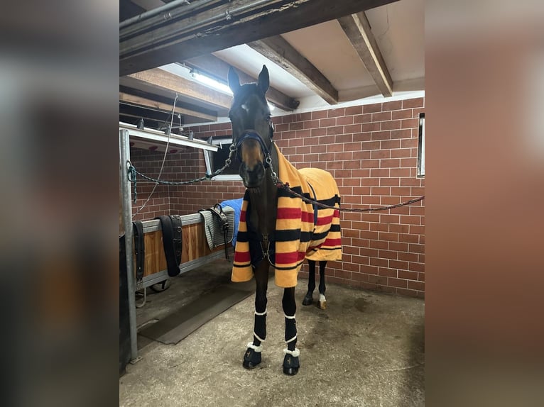 Trakehner Castrone 3 Anni 171 cm Baio in Freren