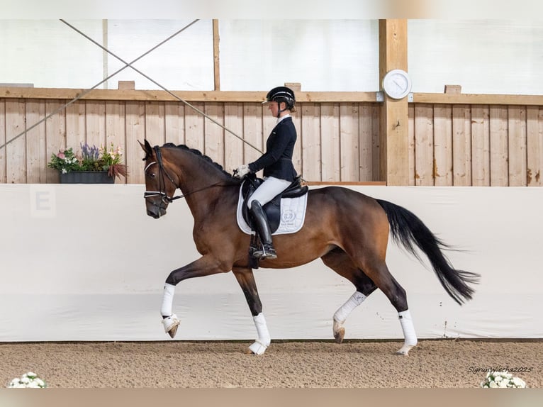 Trakehner Castrone 3 Anni 171 cm Baio in Ostrach