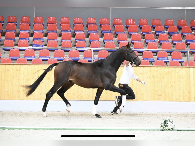 Trakehner Castrone 3 Anni 173 cm Baio in Großenkneten