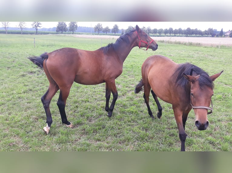 Trakehner Castrone 3 Anni 174 cm Baio scuro in Neu Krenzlin