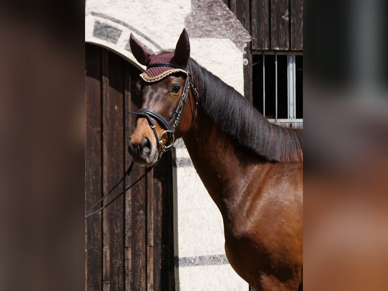 Trakehner Castrone 3 Anni Baio in Günzburg