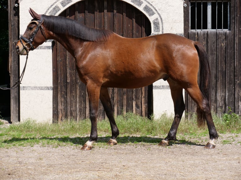 Trakehner Castrone 3 Anni Baio in Günzburg