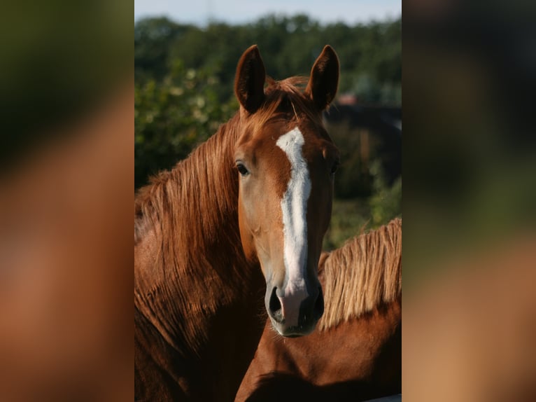 Trakehner Castrone 3 Anni Sauro scuro in Crivitz