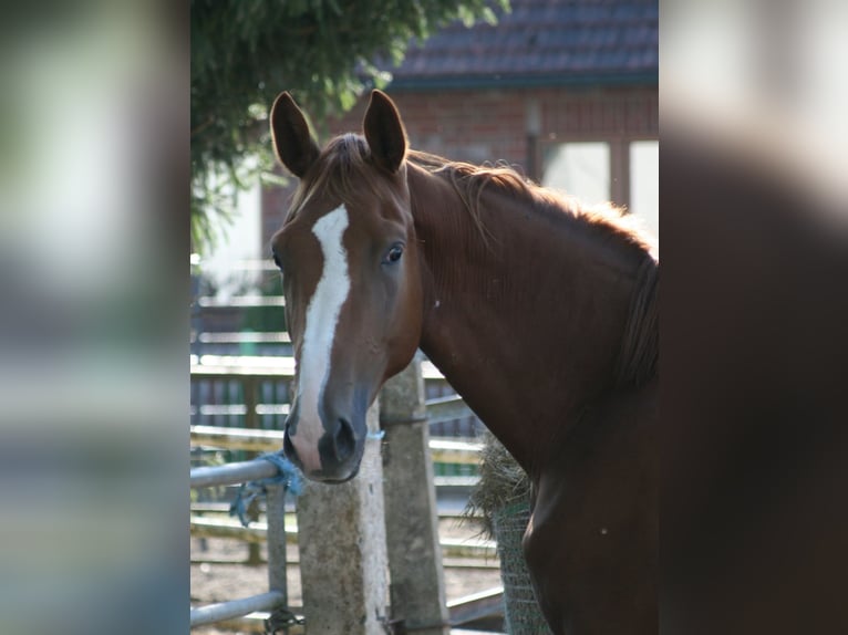 Trakehner Castrone 3 Anni Sauro scuro in Crivitz