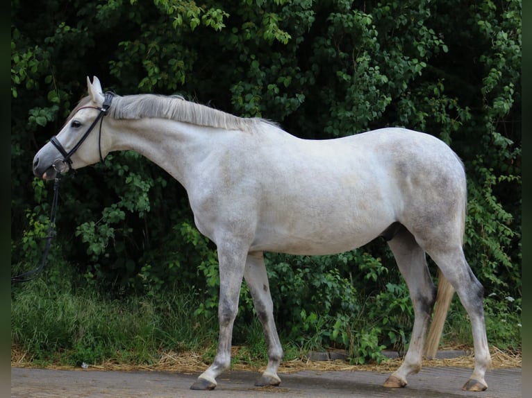 Trakehner Castrone 4 Anni 154 cm Grigio in Wartenberg