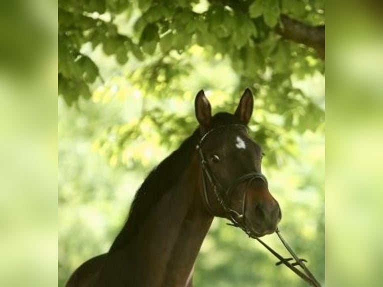 Trakehner Castrone 4 Anni 162 cm Baio scuro in Wehretal