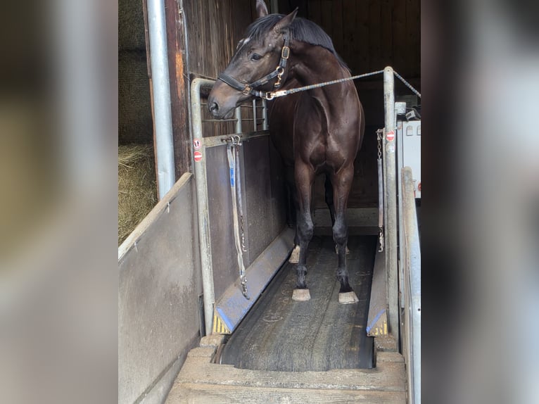 Trakehner Castrone 4 Anni 163 cm Baio nero in Riedering