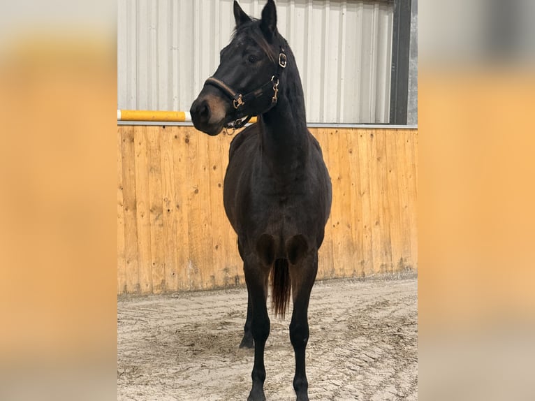 Trakehner Castrone 4 Anni 163 cm Baio scuro in Westerstede
