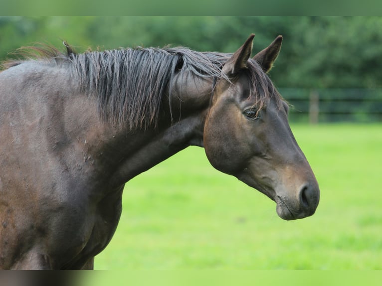 Trakehner Castrone 4 Anni 163 cm Baio scuro in Westerstede