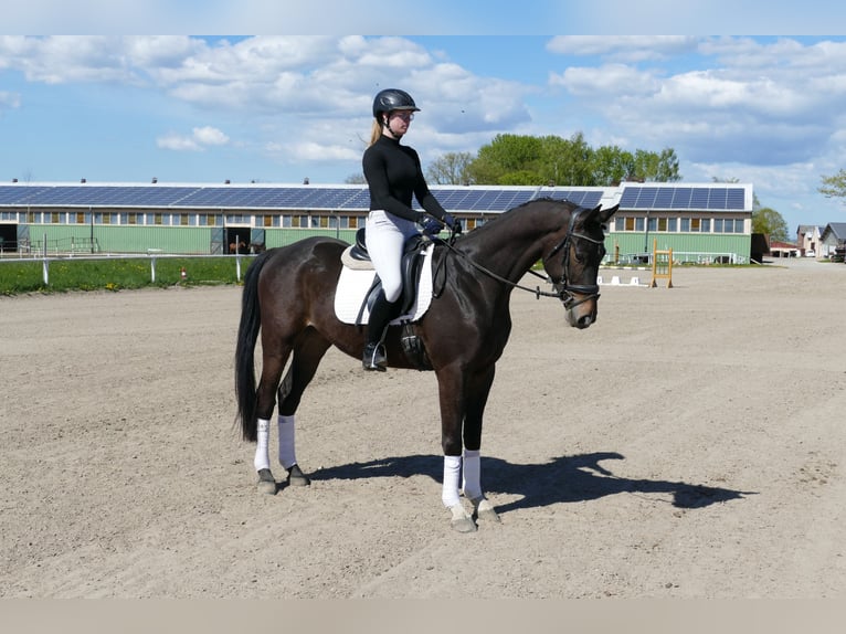 Trakehner Castrone 4 Anni 164 cm Baio nero in Ganschow