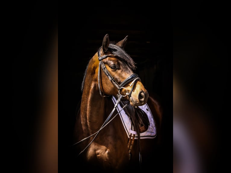 Trakehner Castrone 4 Anni 164 cm Baio scuro in Roßdorf