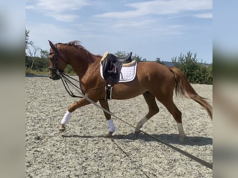 Trakehner Castrone 4 Anni 164 cm Sauro in Hohenstein Ödenwaldstetten