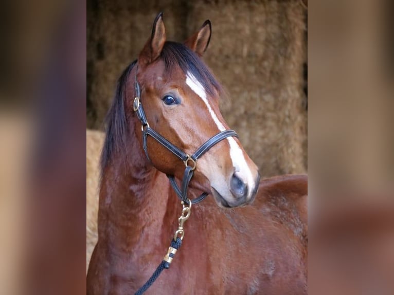 Trakehner Castrone 4 Anni 165 cm Baio in G&#xFC;nzburg