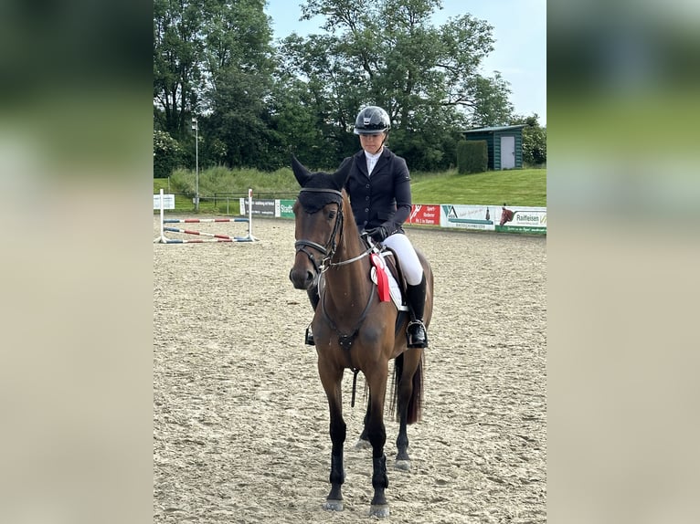 Trakehner Castrone 4 Anni 165 cm Baio in Hamm