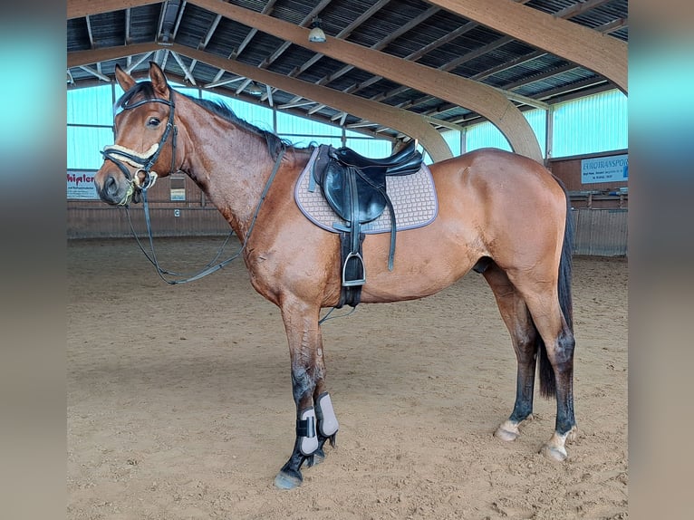 Trakehner Castrone 4 Anni 165 cm Baio in Nüsttal